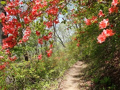 一部開花している