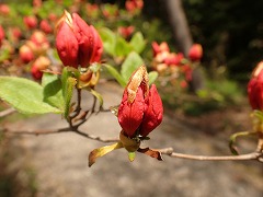 ふくらんだ紅いつぼみ