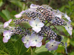 ガクアジサイ紫の装飾花