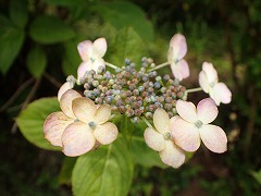 うすい桃色の装飾花