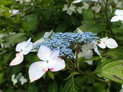 萼片の白と真花の青