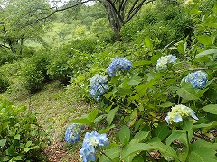 うすい水色に色づいている木陰のアジサイ