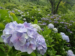 うすい紫色のアジサイたくさん咲いている