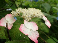 あかみが混じる白い装飾花