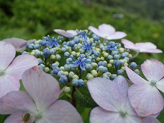 うすいピンクと紫色のガクと水色の真花