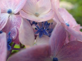 装飾花の下の両性花