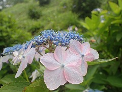 うすいピンク色と水色が混じる装飾花