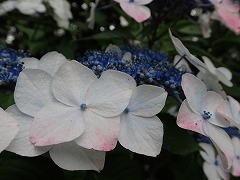 白とピンクの装飾花と青い両性花