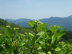 斜面のアジサイのつぼみたち