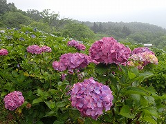 梅雨空と濃いピンク色のアジサイ