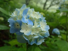 うすい水色のアジサイの色づき