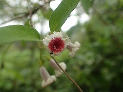 ヘクソカズラの花