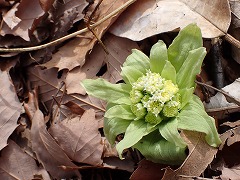 フキノトウの花