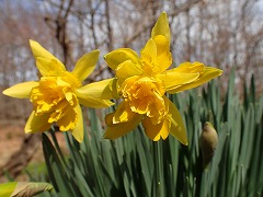 黄色いスイセンの花