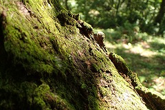 光を浴びる樹上のコケ