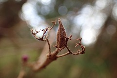 赤茶色をしたムラサキシキブの冬芽