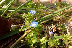 オオイヌノフグリの小さな花咲き始める