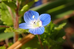 オオイヌノフグリの花のクローズアップ