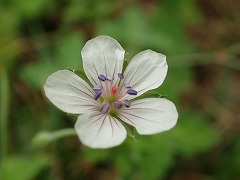 ゲンノショウコの白い花