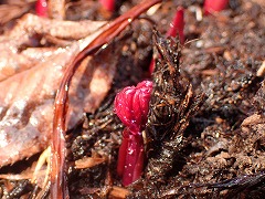 シャクヤクの芽生え