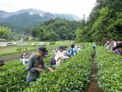 横瀬町新茶まつり画像3