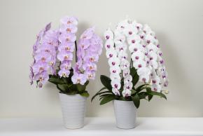 紫と白の花の写真