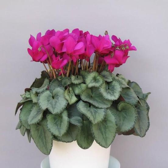 /images/159090/44cyclamen.jpg