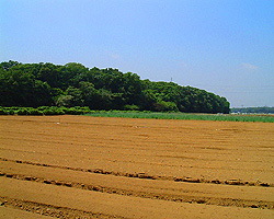 八丁ふるさとの緑の景観地（大井町）