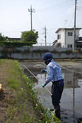 鉄の棒を畦におく生産者