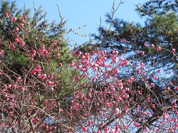 開花が進んでいる枝