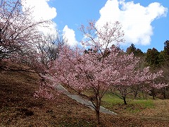 花の森で一部のサクラは開花