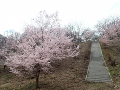 花の森は一部のサクラが開花