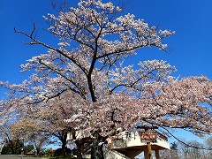 散りつつあるエントランスのソメイヨシノ