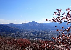 青空を背景にした武甲山とヤマザクラ