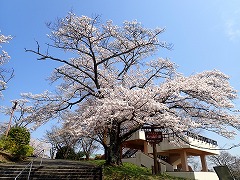 入口付近のソメイヨシノ満開