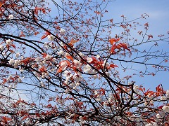 ヤマザクラの白い花と赤い葉