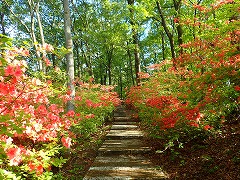 階段両脇にきれいに咲く東園地のヤマツツジ