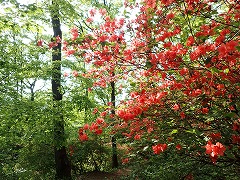 日を受けて輝くヤマツツジ