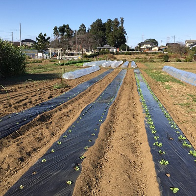 自然農園木と木ボタン