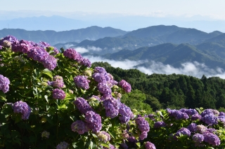 見頃のアジサイと少々の雲海