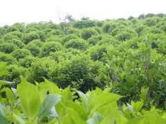 アジサイ園地つぼみ遠景 青々としている