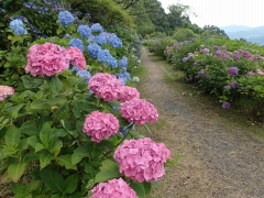 アジサイ園地の入口付近のピンクと青と紫のアジサイ