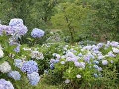 淡い色のアジサイその2