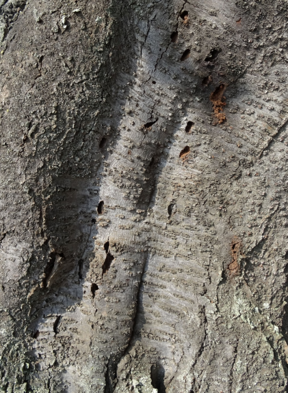 被害にあった樹木にみられた脱出孔の写真1