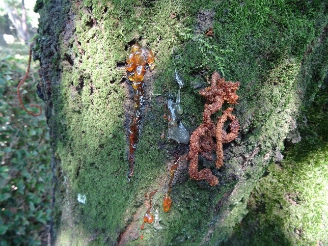 被害をうけた樹木に排出された樹液の写真