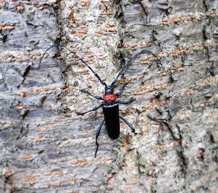 樹木にすみついたクビアカの生態写真1