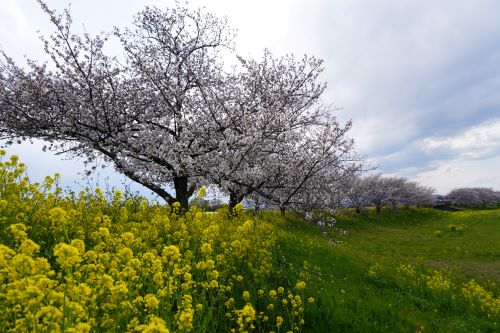 桜めぐり