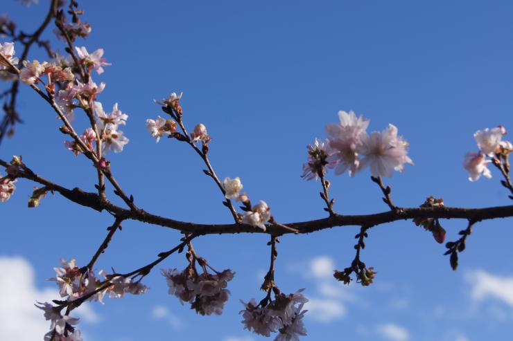 青空の冬桜