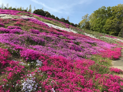 芝桜