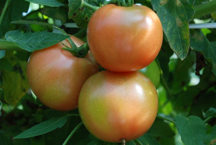 トマトの果実画像